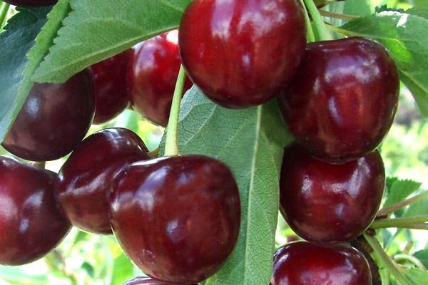 Превью изображения