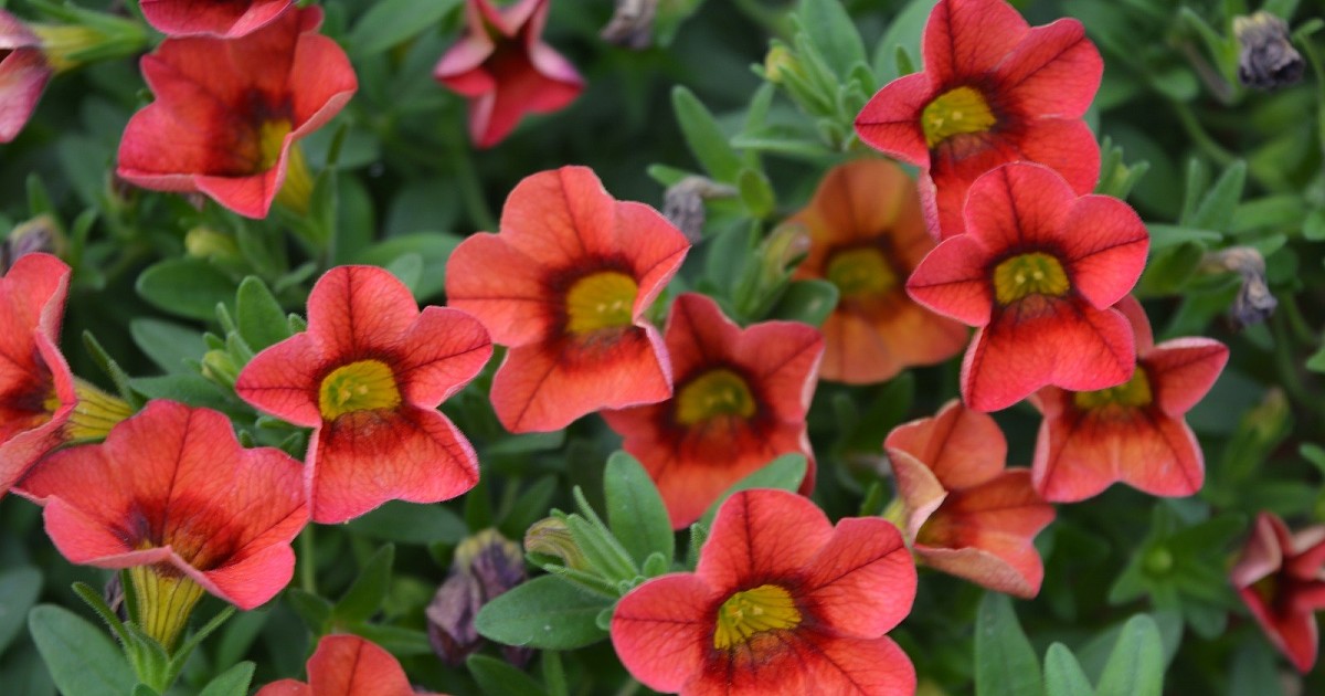 Превью изображения