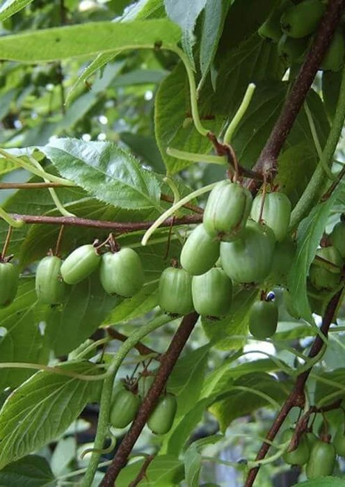 Превью изображения