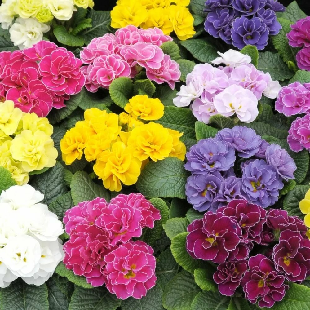 Превью изображения