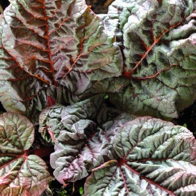 Превью изображения