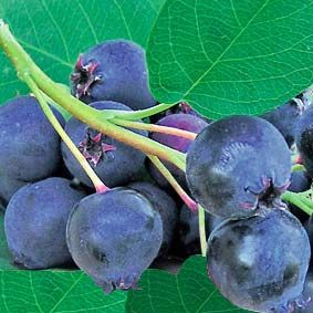 Превью изображения