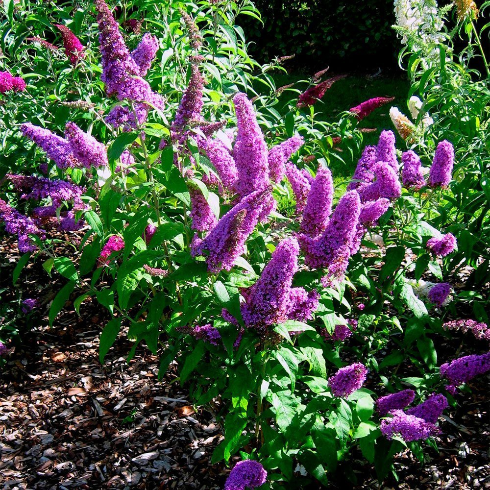 Превью изображения