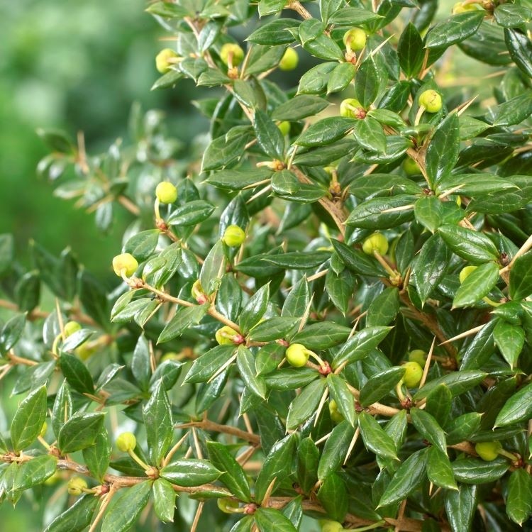 Превью изображения