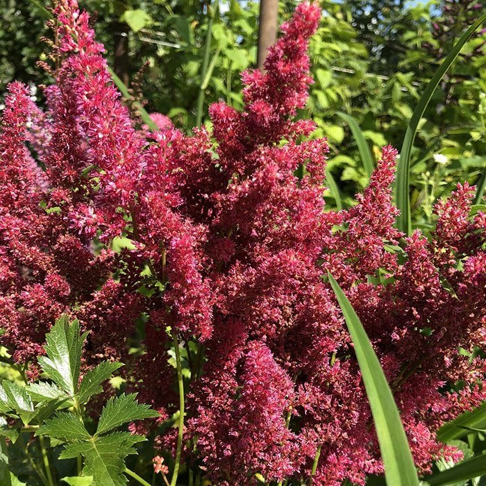 Превью изображения