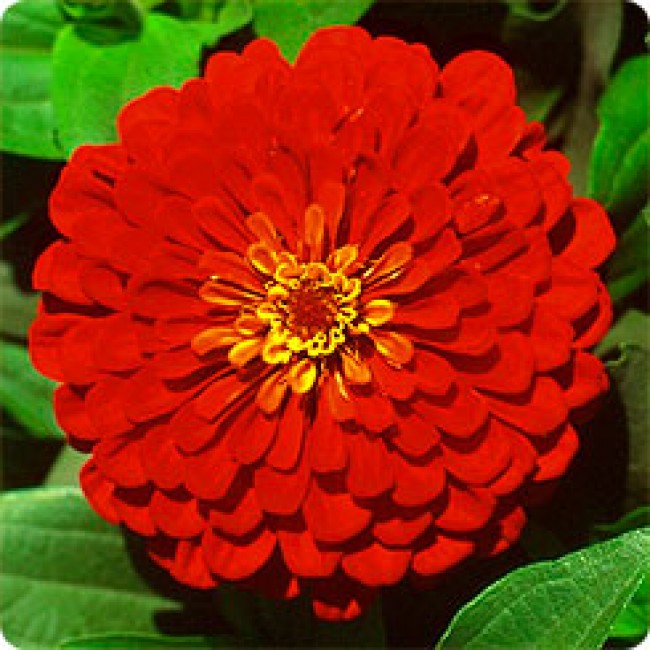 Превью изображения