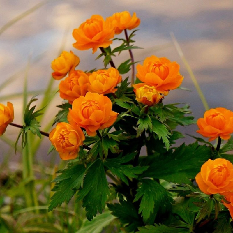 Превью изображения