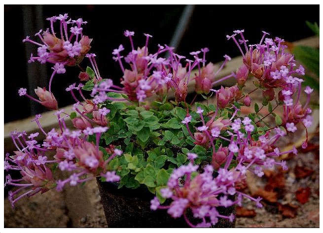 Превью изображения