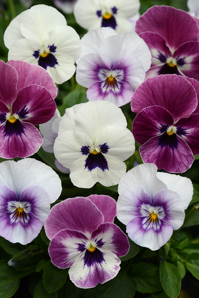 Превью изображения