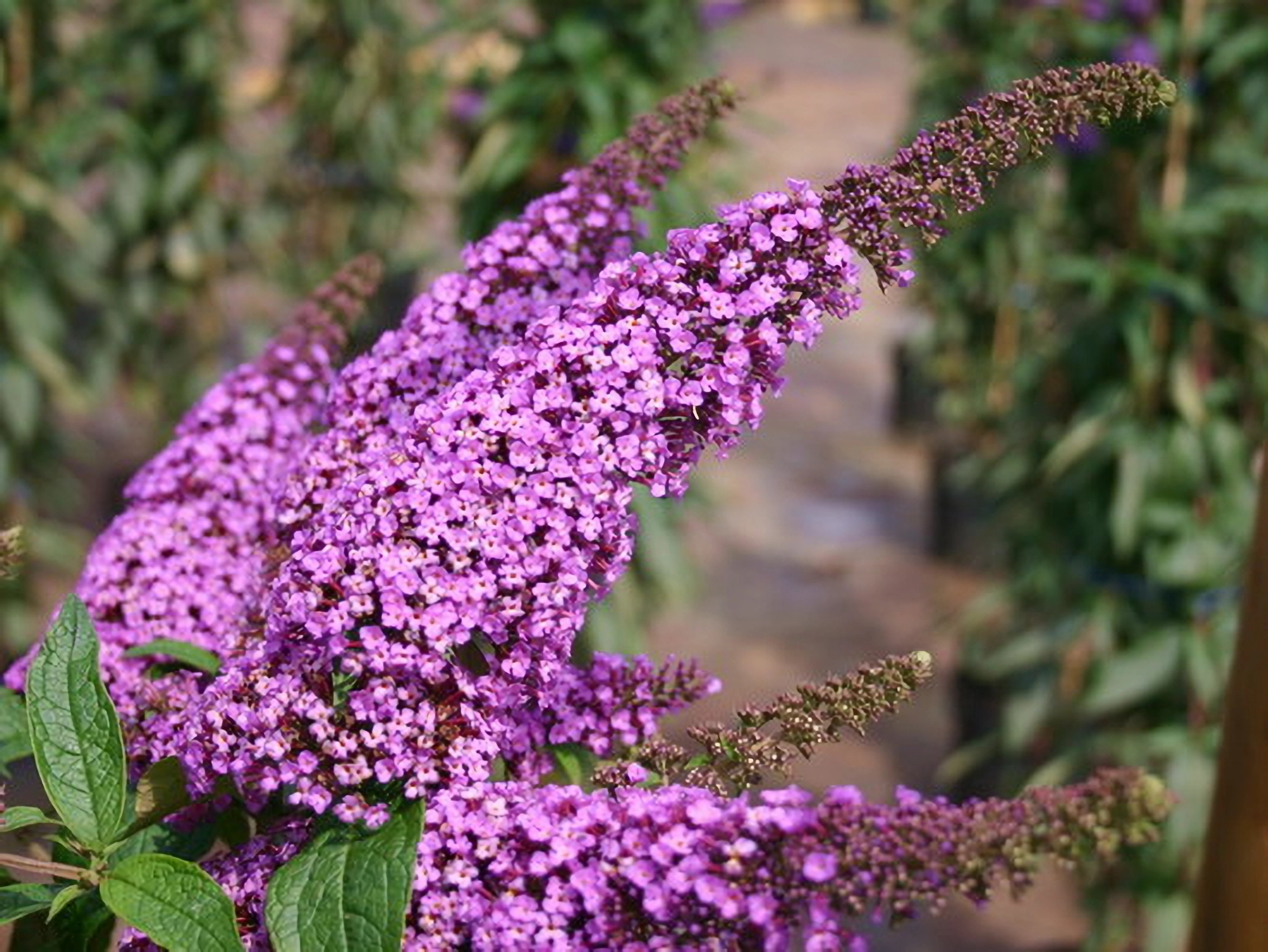 Превью изображения