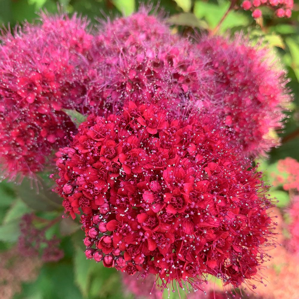 Превью изображения