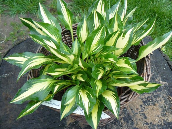 Превью изображения