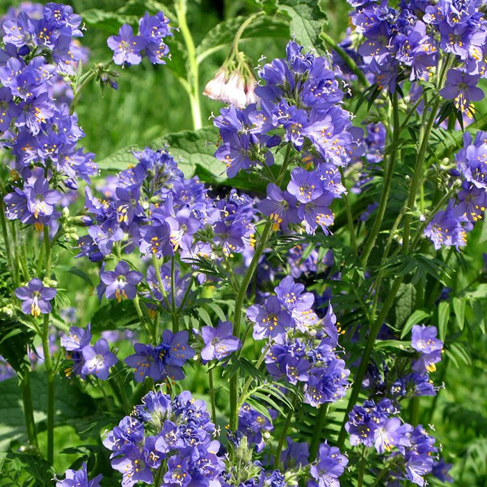 Превью изображения