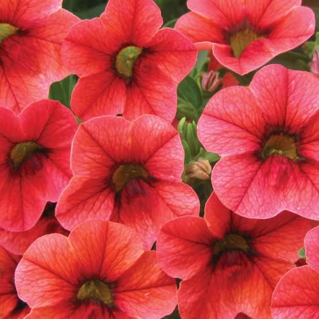 Превью изображения