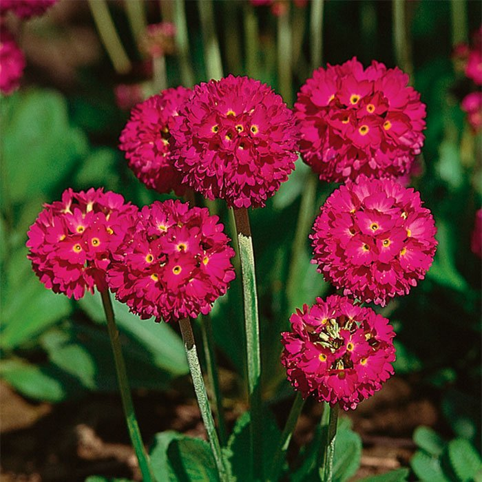 Превью изображения