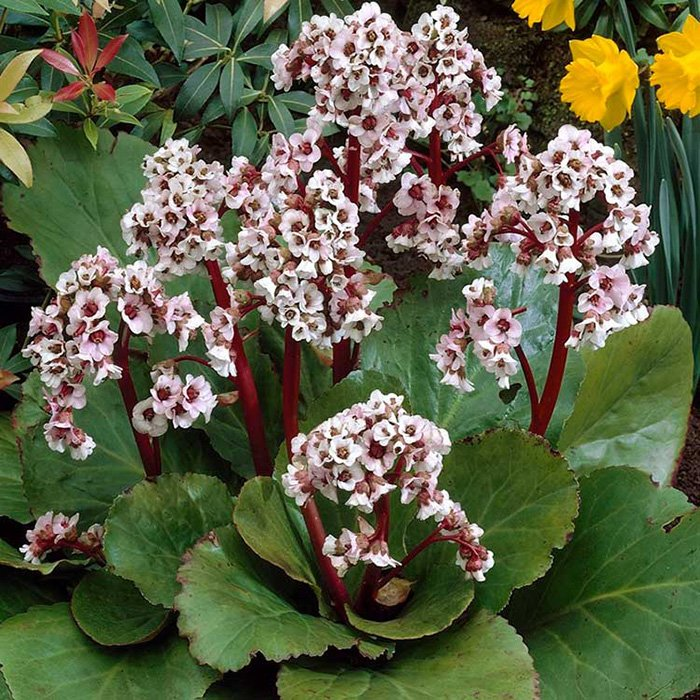 Превью изображения