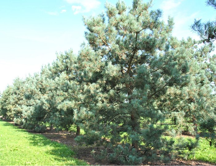 Превью изображения