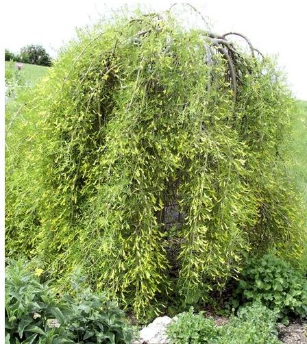 Превью изображения