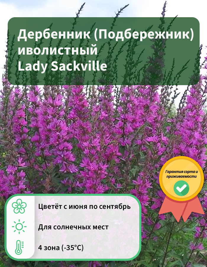 Превью изображения