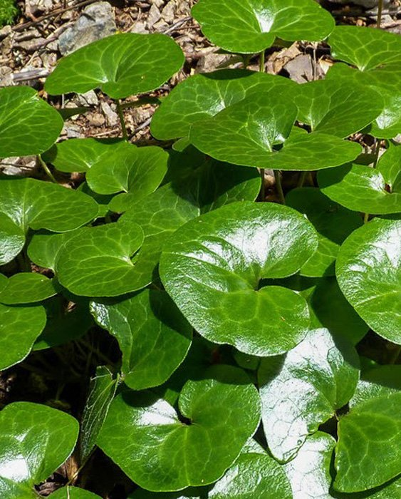 Превью изображения