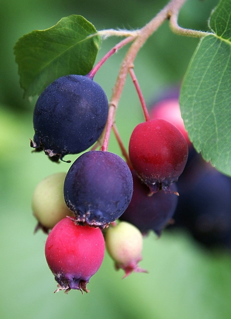 Превью изображения