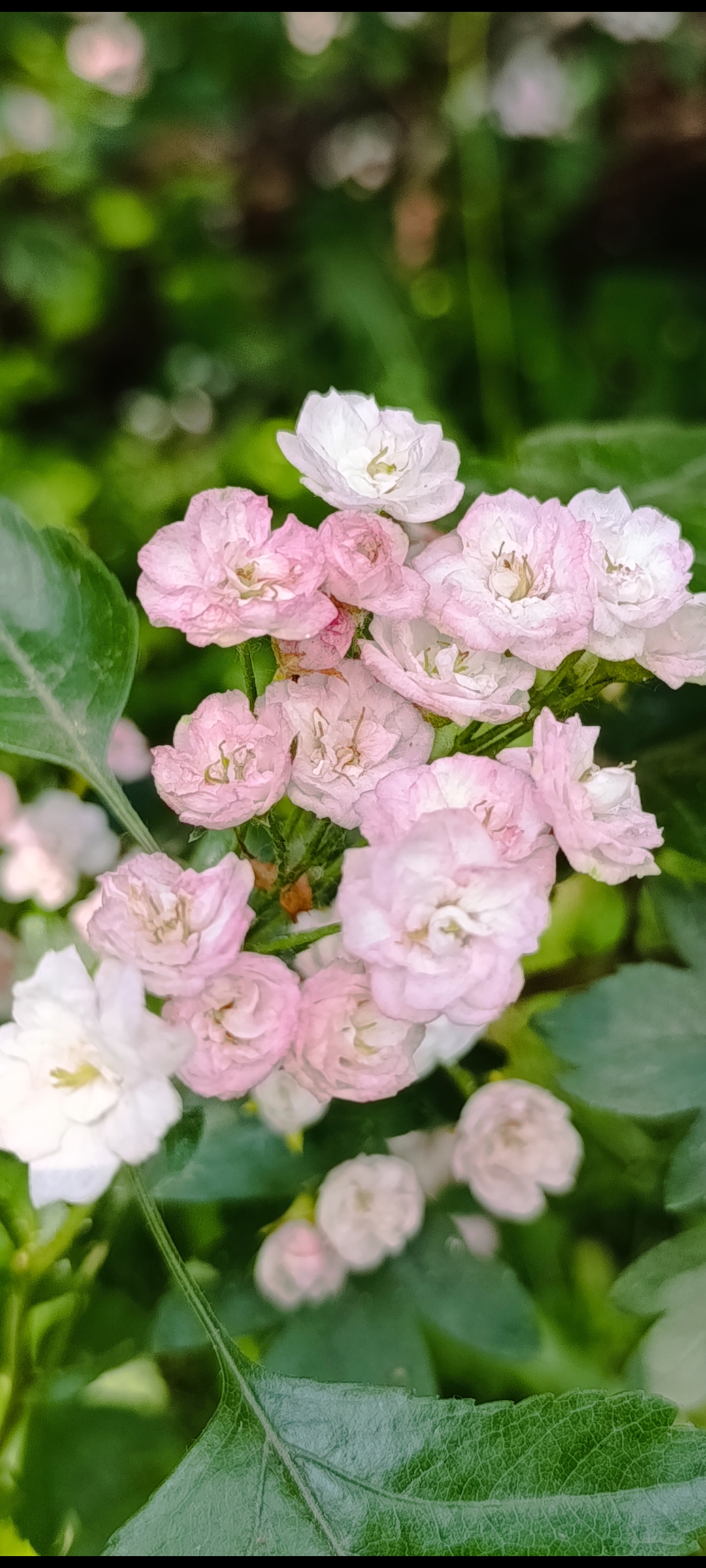 Превью изображения