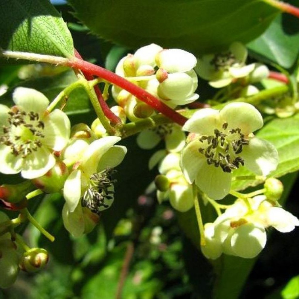 Превью изображения