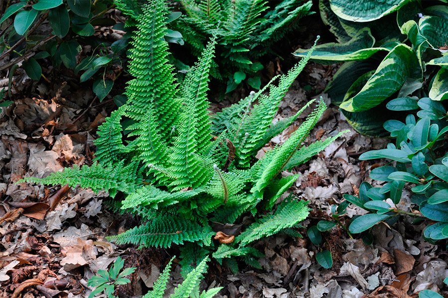 Превью изображения