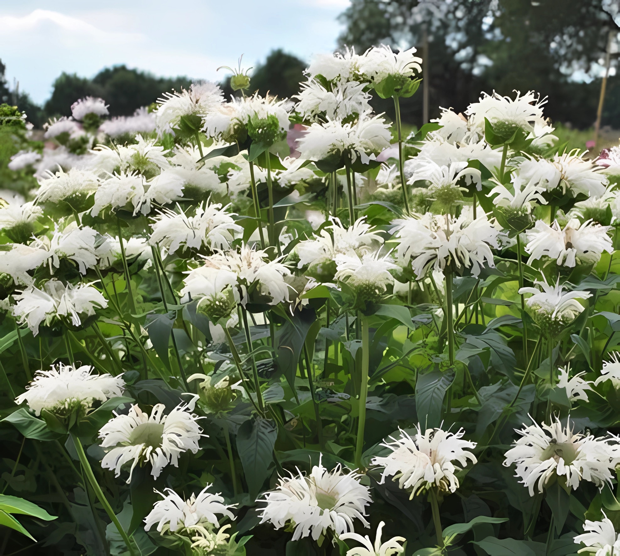 Превью изображения