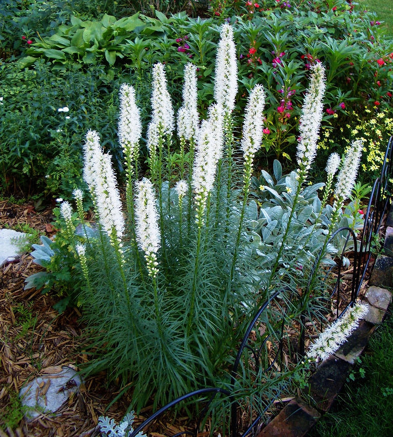 Превью изображения