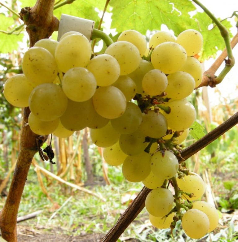 Превью изображения