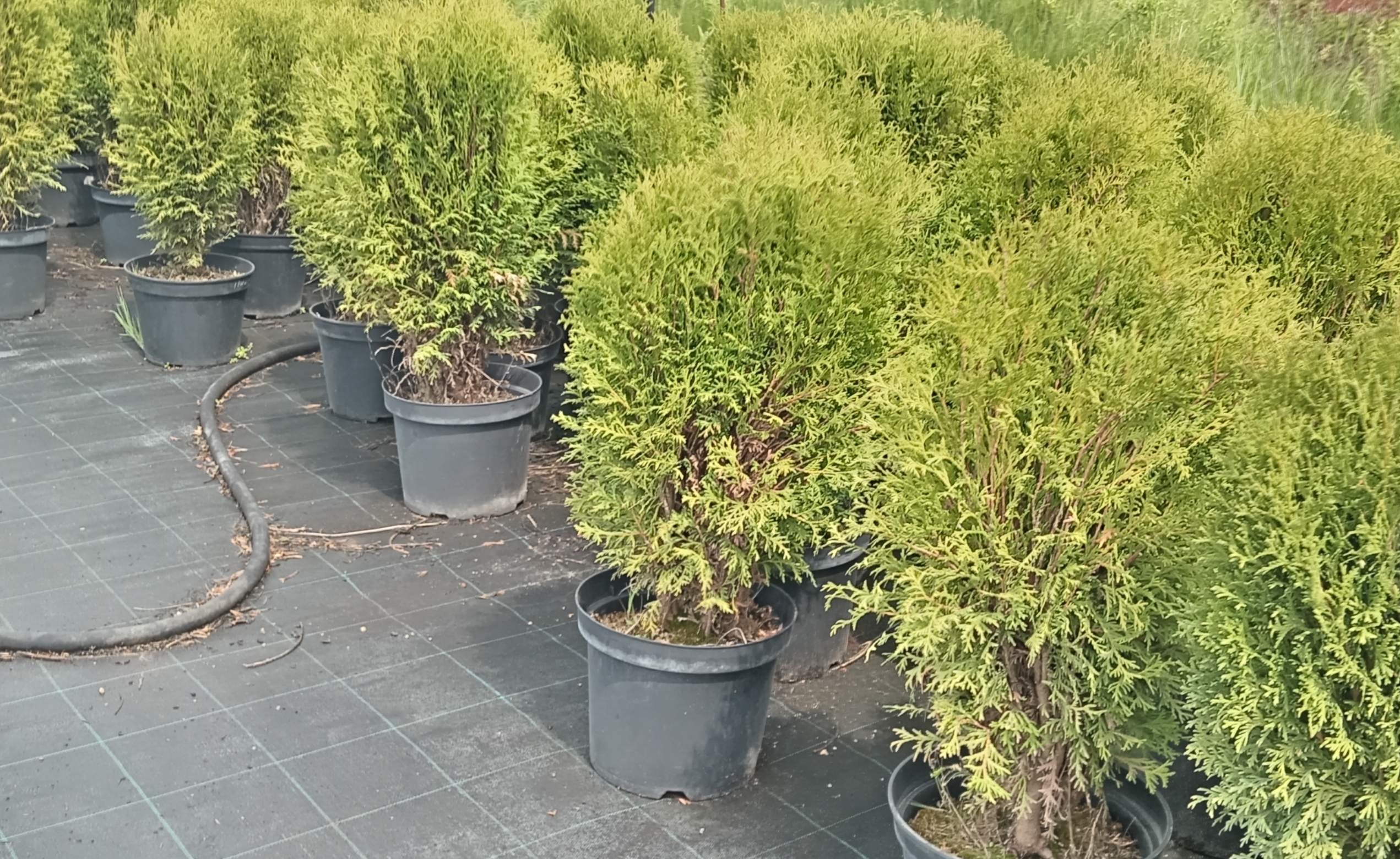 Превью изображения