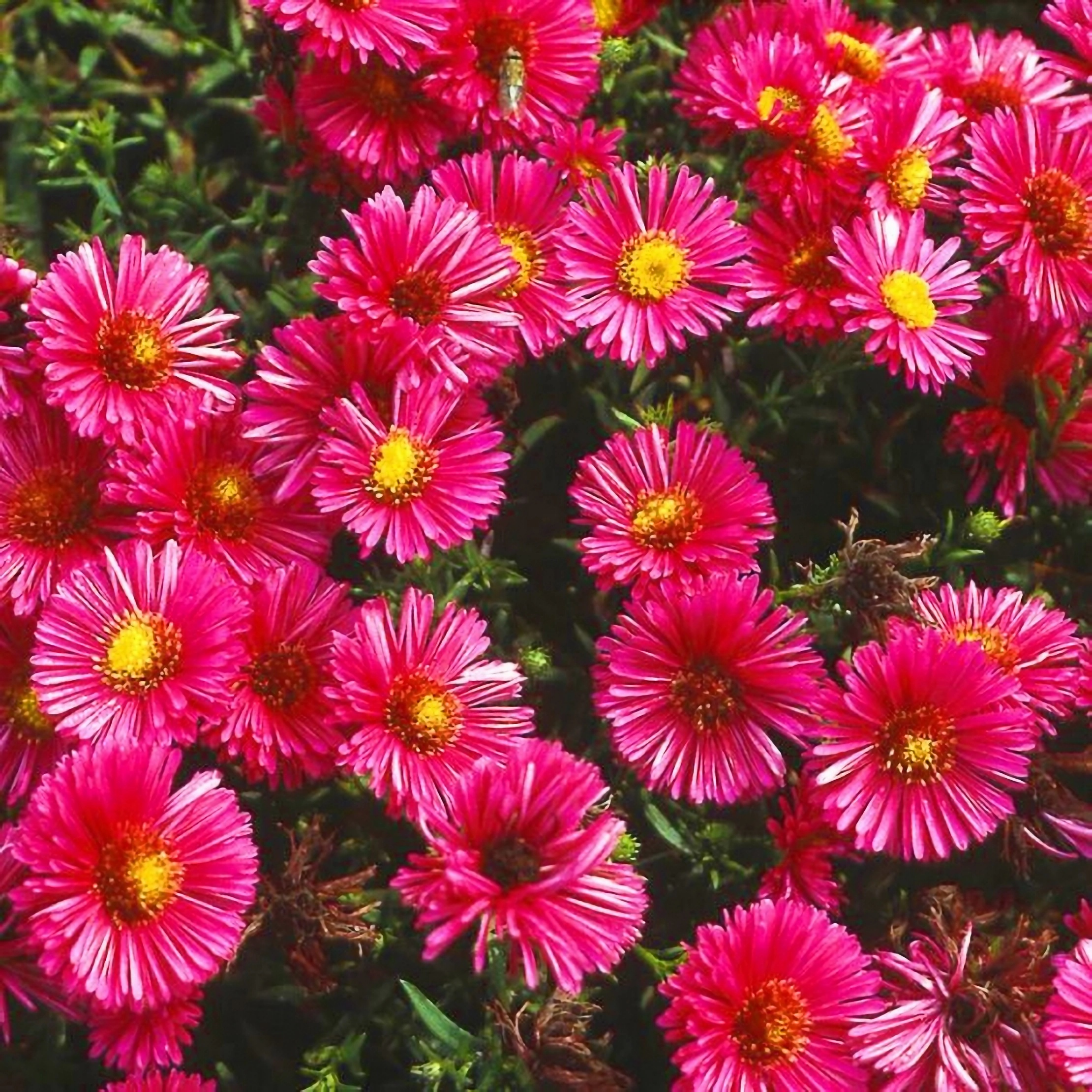 Превью изображения