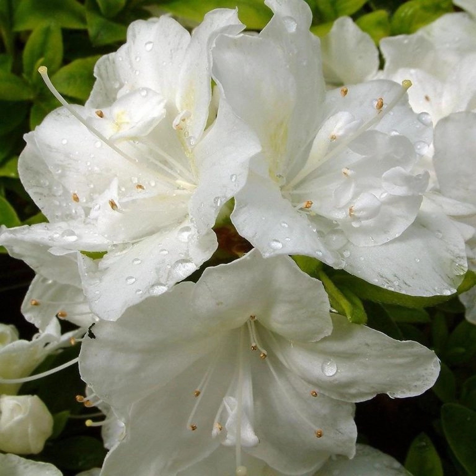 Превью изображения