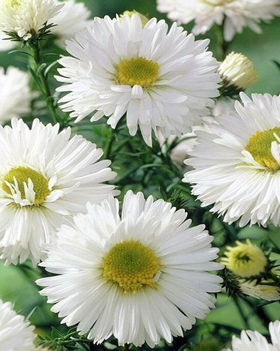 Превью изображения