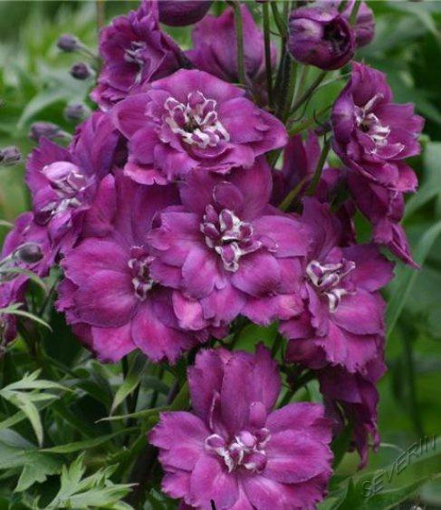 Превью изображения