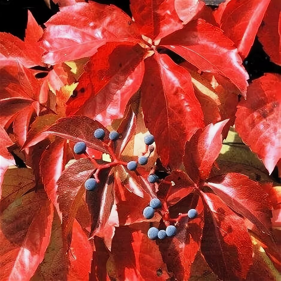 Превью изображения