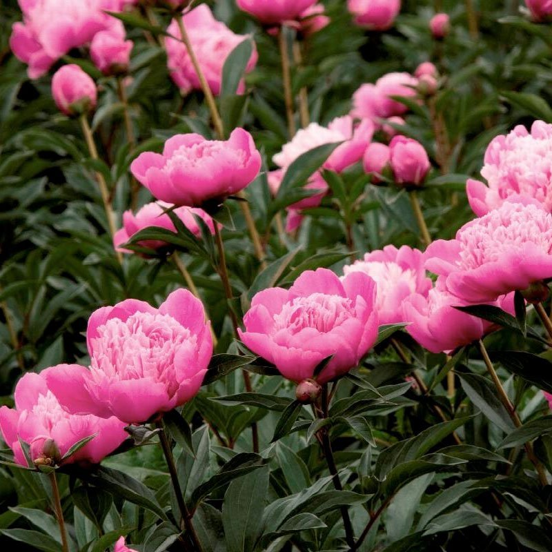 Превью изображения