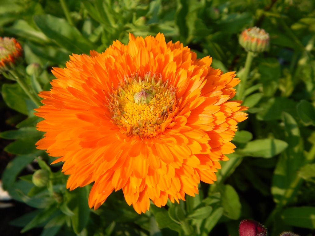 Превью изображения