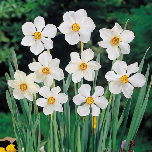 Превью изображения