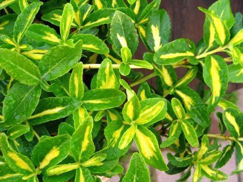 Превью изображения