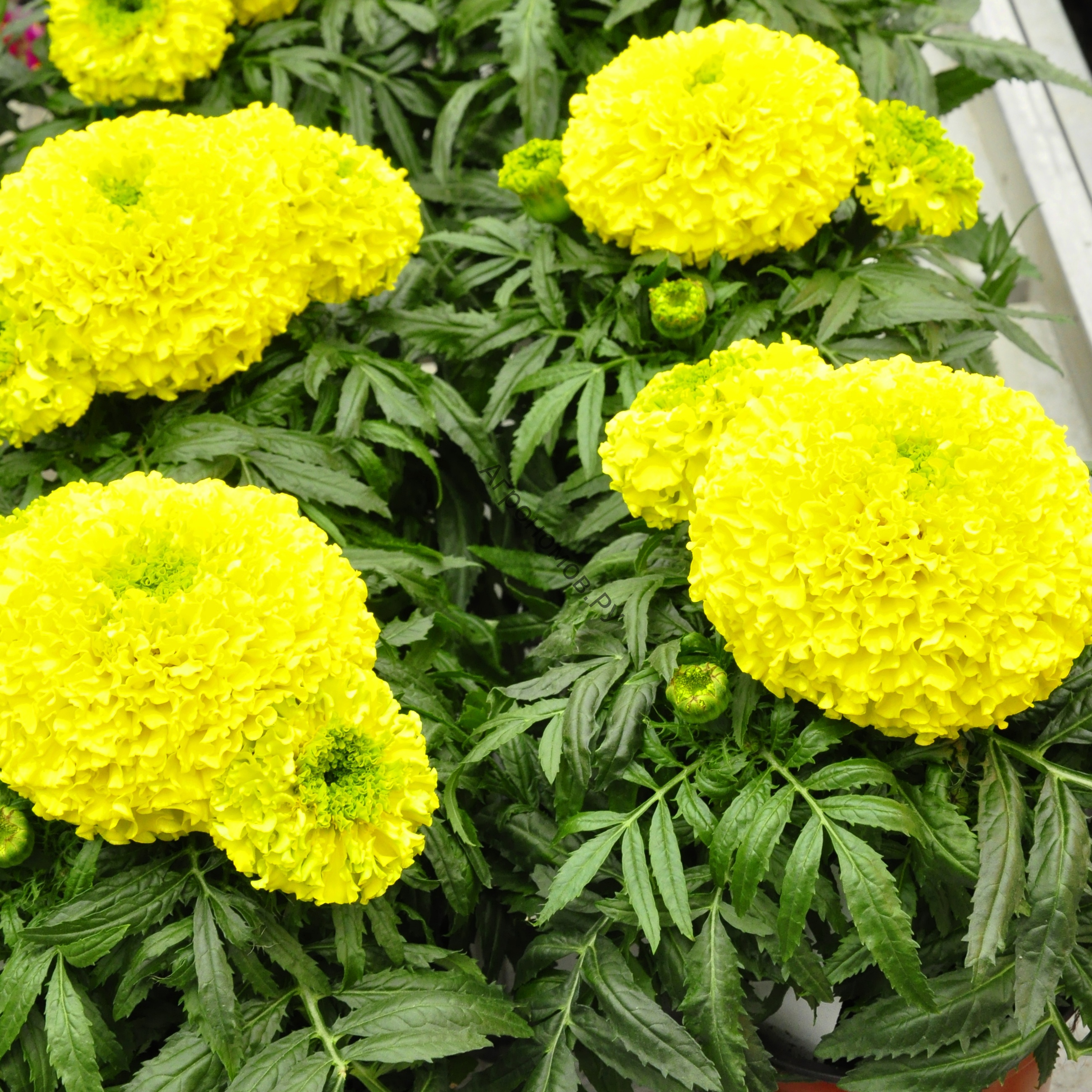 Превью изображения