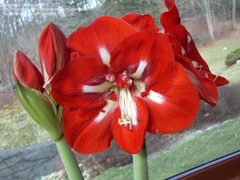 Превью изображения