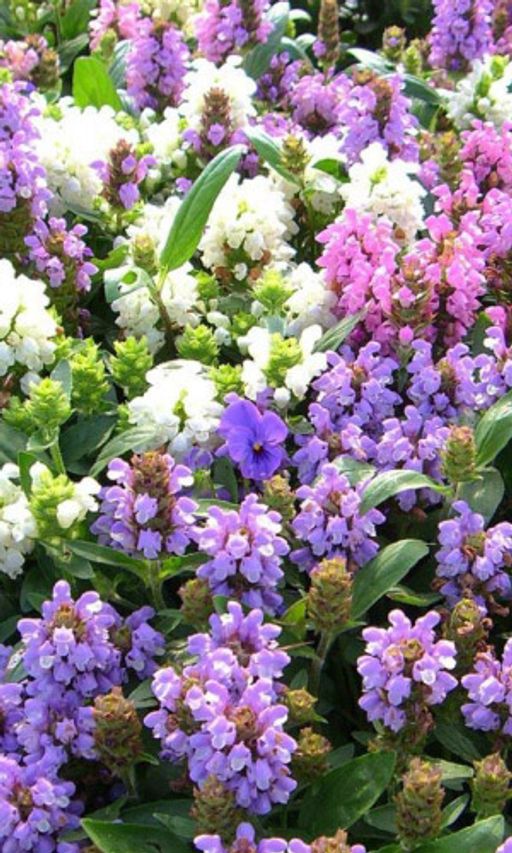 Превью изображения