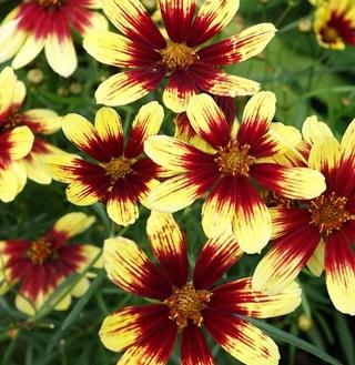 Превью изображения