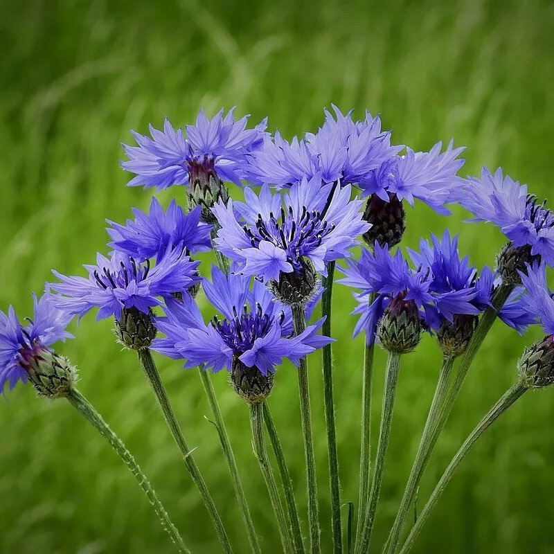 Превью изображения