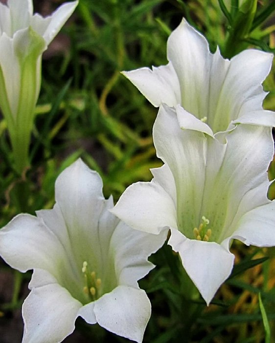 Превью изображения