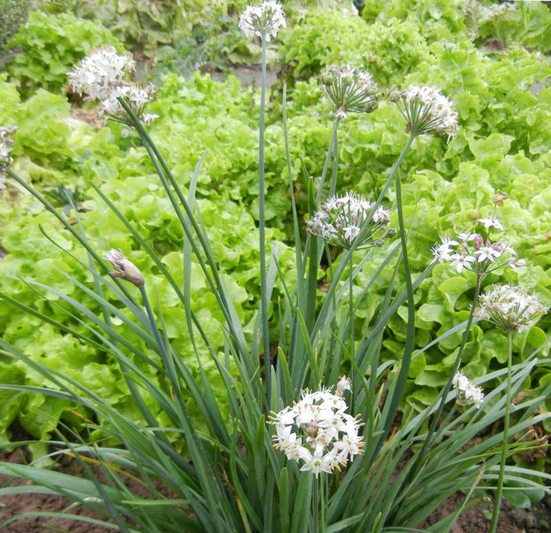 Превью изображения