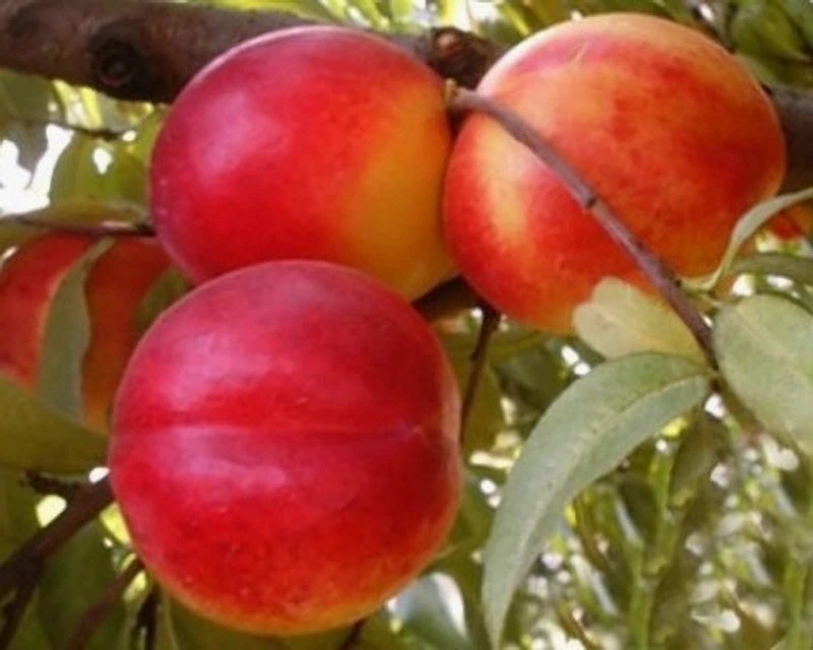 Превью изображения