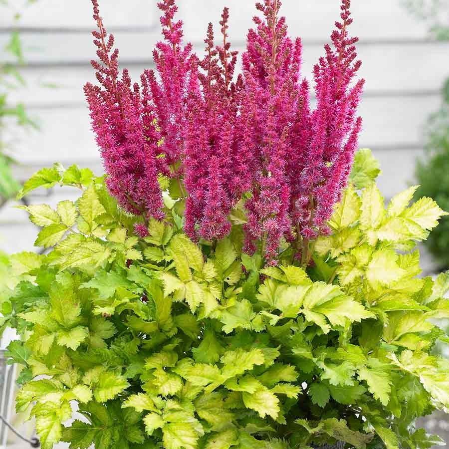 Превью изображения